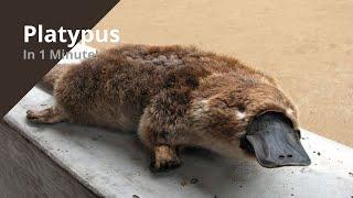 Platypus - In 1 Minute  A cute animal that can kill you | 1 Minute Animal