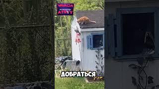 Очень хитрая белка-воришка️ #shorts #животные #милыеживотные