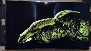 Xiaomi Mi TV 4S