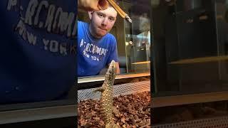 How to train your savannah monitor day 3