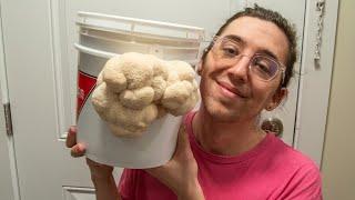 Grow Lion's Mane Mushrooms In A Bucket At Home (No Sterilization Or Pasteurization!)