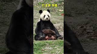 #熊猫 秦岭熊猫专辑第45回:我看上去就不好惹 #panda