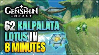 Kalpalata Lotus Locations | Fast and Efficient Route | Nahida Ascension Materials |【Genshin Impact】