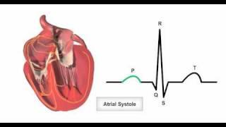 Anatomy & Physiology Online - Cardiac conduction system and its relationship with ECG