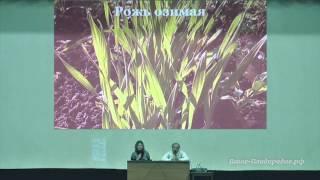 Сидераты, мульча и компания