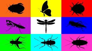 Insect: Dragonfly, Butterfly, Water Bug, LadyBug, Bombardier Beetle, Cricket, Cockroach, Grasshopper