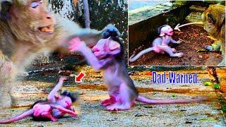 Absolutely-Story-Life, The-poor baby monkey were-warned-and disciplined by-Daddy-and-Mother