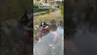 Wood Turtle Facts! 