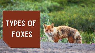 Types of Foxes | The Different Fox Species