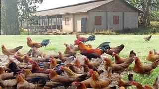 10000 LOCAL CHICKEN FARM - Cheaply and locally set-up. Ep.1