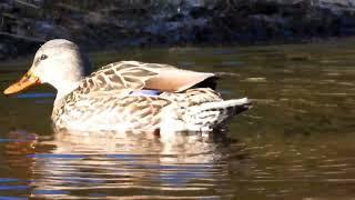 Autumn Mallards ~ Dan Wagner