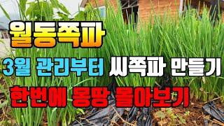 월동쪽파 3월 관리. 씨쪽파 만들기까지 한번에 몽땅 몰아보기