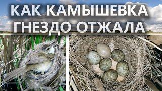 Загадочное гнездо Камышовки-Барсучка и Индийской камышевки