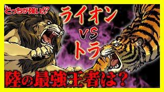 【どっちが強い】陸の最強王者バトル！ライオンvsトラが戦ったら勝つのは？【漫画】【対決】【動物】