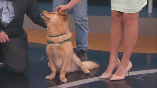 News13 Saturday Morning - Pet of the Weekend