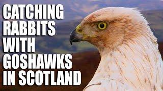 Catching Rabbits with Goshawks in Scotland