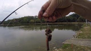 Catching Catfish With Worms (Nightcrawlers)