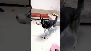 #husky #shortvideo #shorts #short