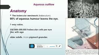 aqueous humor production,components,supressionand trabecular meshwork parts