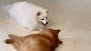 “Come on, play with me”! Finnish Spitz begs his American Eskimo sister to play. Funniest dog video.
