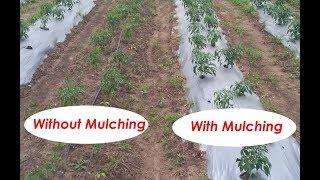 With & without Mulching, Comparison on chilli Crop