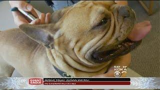 New Veterinary Procedure Giving Pet Owners Hope