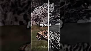 Snow Leopard VS Cheetah #shorts #animals #wildlife #edit