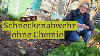 Schnecken ohne Chemie vorbeugen: Kaffee und Holzspäne dienen gleichzeitig als natürlicher Dünger