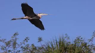 Filming Birds Flying Zoom Trailer by Susan Perz