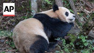 Pair of giant pandas set to travel from China to San Diego Zoo