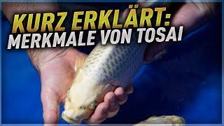 Koi kurz erklärt: MERKMALE VON TOSAI