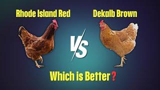 Rhode Island Red vs Dekalb Brown | Which Chicken Breed is Best for Your Farm