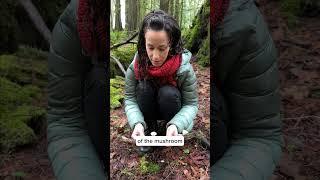 Mushroom Identification with Jacq