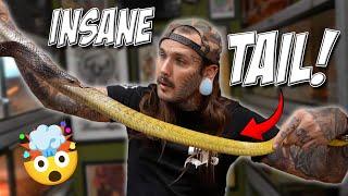 My SNAKES are BREEDING! RYDERS RANCH VLOG