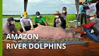 Expedition catches Amazon river dolphins to help save this iconic pink species