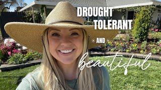 Drought Tolerant AND Beautiful Flowers?  YES!!! :: Drought Tolerant Plantings with Proven Winners!