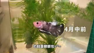 PK鬥魚洗色紀錄(Pk betta)part.2