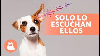 6 SONIDOS que solo ESCUCHAN los PERROS 