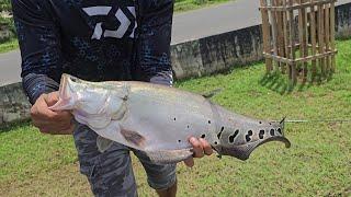 FISHING FOR CLOWN KNIFE FISH - INVASIVE SPECIES - SRI LANKA