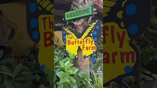 SPEND THE DAY WITH ME AT A BUTTERFLY FARM! ARUBA TRAVEL VLOG #shorts #aruba