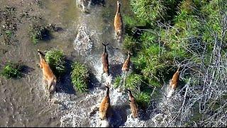 Олени и лось в мае. Красный Бор сверху. Red deer and a moose in May. Bird's-eye view of Krasny Bor.