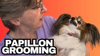 Grooming This Hairy Dog | Papillon | Zima