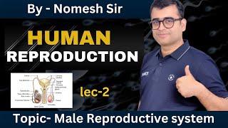 Human Reproduction : Male reproductive system