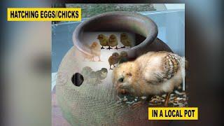 Chicken: How To Incubate Chicks  Locally Using Pots. Farmers Training! With Dr. ISA  Luigare