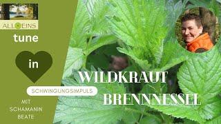 Brennnessel wertvolles Wildkraut essen mit Schamanin Beate