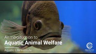 An Introduction to Aquatic Animal Welfare