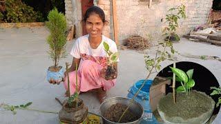 Sinni Ne Lagaya Iatna Sara  Paudha ( पौधा ) 