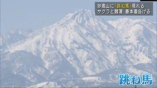 春を駆ける　妙高市に「跳ね馬」の雪型　スーパーJにいがた4月13日OA