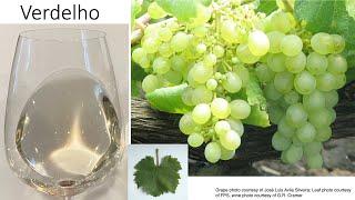 Grape Variety #21: Verdelho