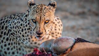 ANIMAIS SELVAGENS NA SAVANA AFRICANA. PREDADORES E PRESAS LUTANDO PELA SOBREVIVÊNCIA.